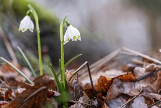 Two spring snowflakes (Leucojum vernum) sprouting through foliage in the spring forest, showing the