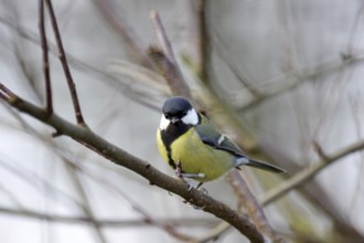 Great Tit (Parus major), female, close-up, yellow, black, plumage, winter, twig