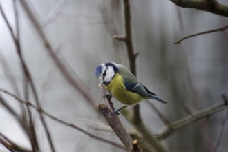 Blue tit (Cyanistes caeruleus), close-up, yellow, blue, plumage, winter, twig