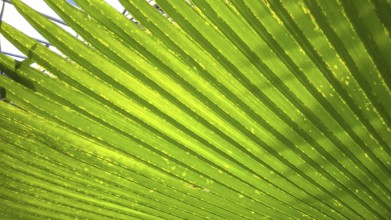 Palm leaf in the greenhouse of the Osnabrück Botanical Garden (BOGOS), Westerberg, Osnabrück, Lower