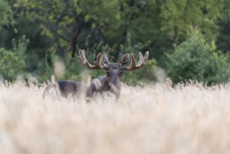 A bull moose (Alces alces) standing in a wheat field, surrounded by green trees in a quiet evening