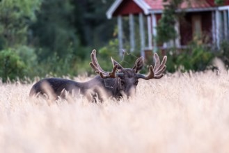 A bull moose (Alces alces) lies in a high wheat field, while a red Swedish house can be seen in the