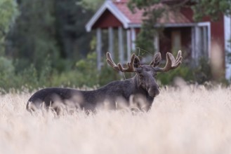A large bull moose (Alces alces) stands in a wide wheat field with a small red house in the