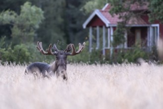 A bull elk moose (Alces alces) stands in a golden wheat field in front of a small red house Swedish