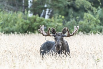 A bull elk moose (Alces alces) with large antlers looks through a field of yellow wheat into a