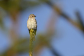A grey flycatcher (Muscicapa striata) on its perch from which it watches and hunts insects flying