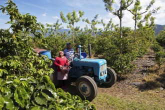 Guatemalan coffee pickers on a coffee plantation in the highlands near Antigua, Sacatepéquez