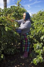 Guatemalan coffee picker on a coffee plantation in the highlands near Antigua, Sacatepéquez