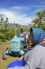 Coffee pickers on a coffee plantation in the highlands near Antigua, Sacatepéquez Department,