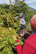 Guatemalan coffee pickers on a coffee plantation in the highlands near Antigua, Sacatepéquez