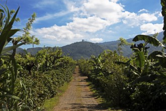 Coffee plantation in the highlands near Antigua, Sacatepéquez Department, Guatemala