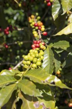 Coffee berries or coffee cherries on the bush on a coffee plantation in the highlands near Antigua,