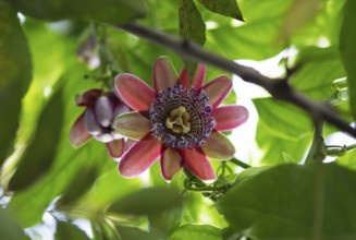 Blossom of the passion flower (Paasiflora), old town, Antigua, highlands, Departamento