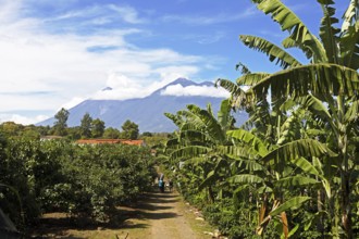 Coffee plantation in the highlands near Antigua, at the back of the Fuego volcano, Sacatepéquez