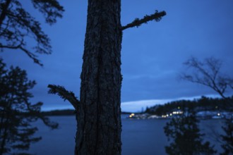 Dark tree trunk silhouette in cool evening, sea, settlement lights in the background, Korpoström,