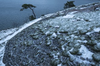 View of sea and pine trees standing on snow-covered rocks, Korpoström, Korpo or Korppo,