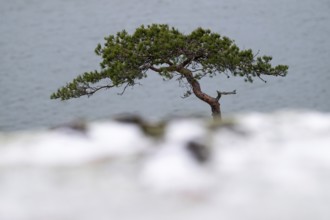 Single tree, pine tree, against a calm sea background, minimalistic winter scene, Korpoström, Korpo