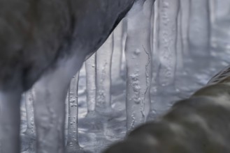 Close-up of ice structures and icicles, winter, Korpoström, Korpo or Korppo, southwestern
