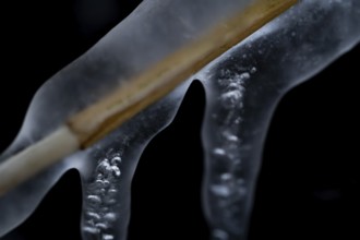 Reed stalks surrounded by ice and icicles against a dark background, Korpoström, Korpo or Korppo,
