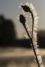 Close-up of frost-coated plant with ice crystals in sunlight on a clear winter morning, Korpoström,