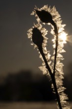 Close-up of frost-coated plant with ice crystals in backlight on a clear winter morning,