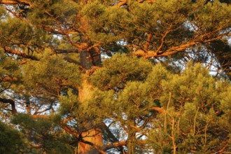 Crown of a pine tree in warm evening light, Korpoström, Korpo or Korppo, southwestern archipelago,