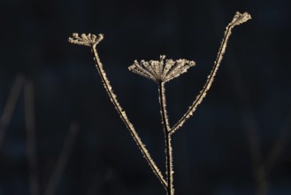Minimalistic depiction of a perennial plant surrounded by ice crystals against a dark background,