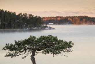 Peaceful winter landscape by the sea with a solitary pine tree, warm light, Korpoström, Korpo or