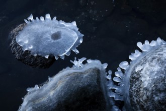 Ice-clad stones in water form unique, abstract shapes, winter, Korpoström, Korpo or Korppo,