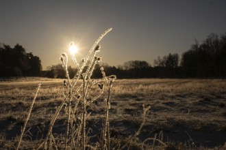 Frost-coated plants in the light of morning sun in a field, Korpoström, Korpo or Korppo,