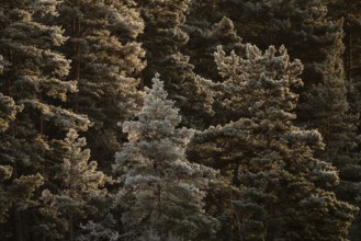 Winter forest with frost-covered trees in sunlight, Korpoström, Korpo or Korppo, southwestern