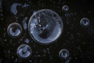 Abstract circular structures formed by air bubbles in the ice against a dark background,