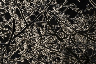 Branched branches covered with ice crystals against a dark background, Korpoström, Korpo or Korppo,