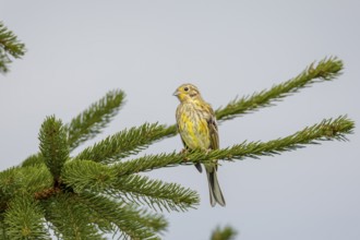 The first weeks of life as independent young birds claim the most victims due to a lack of