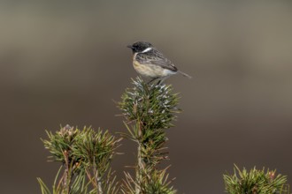 The bird droppings clearly show that the small pine tree is frequently used by the stonechat