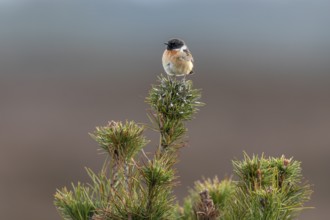 The stonechat (Saxicola rubicola) is a bird of open habitats and uses perches, among other things,