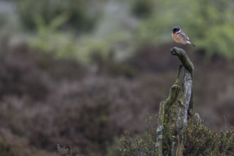 Typical of stonechats (Saxicola rubicola), this male also uses a perch as a vantage point for
