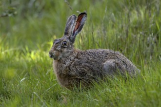 The brown hare (Lepus europaeus) interrupts its search for food for a moment, Denmark