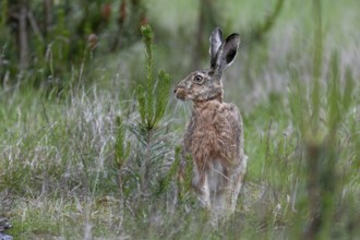 Photographing brown hares (Lepus europaeus) in the forest is a difficult endeavour, sometimes