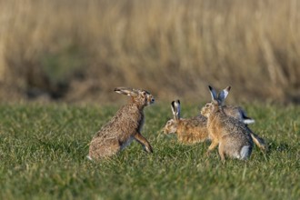 After the chase, a male approaches the female fieldfare (Lepus europaeus), which stands on its hind
