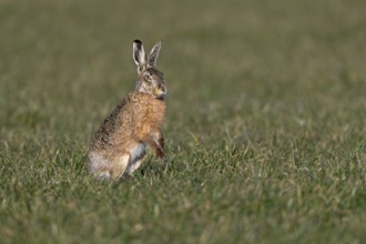 The calm in front of the storm, soon the buck will start the chase again and try to cover the doe