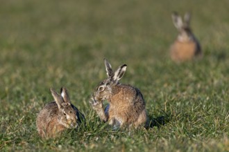 The wild activity of the brown hare (Lepus europaeus) during the rutting season is repeatedly