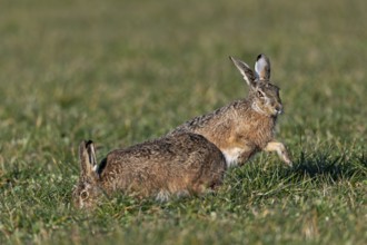 The resting phase of the fieldfare (Lepus europaeus) is ended by the male by another approach,