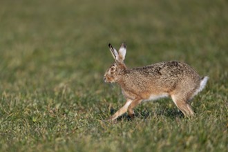 A hare (Lepus europaeus) hops relaxed across a meadow, mating season, morning light, gathering