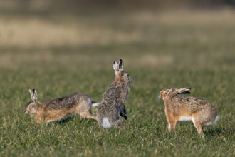 After a chase, a male approaches the female fieldfare (Lepus europaeus), which stands on its hind