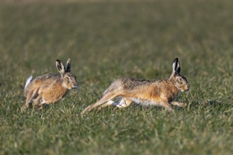 Wild hares (Lepus europaeus) chasing each other in a meadow, mating season, morning light,