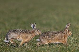 A male has positioned himself directly behind the female fieldfare (Lepus europaeus) and won't