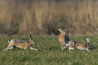 While the males circle the doe (Lepus europaeus) in a wild chase, she stands on her hind legs to