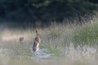 The brown hare (Lepus europaeus) is alarmed after a hunting attempt by the red fox (Vulpes vulpes)