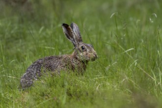 The tick (Ixodes ricinus) can be clearly recognised on the back of the head of the brown hare